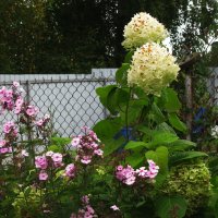 В саду :: Людмила Смородинская В саду :: Людмила Смородинская