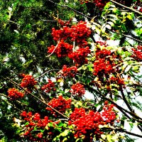 Рябина поспела :: Людмила Смородинская