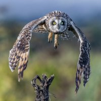 сова болотная. :: юрий макаров сова болотная. :: юрий макаров