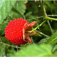 Тибетская малина. :: Валерия Комова