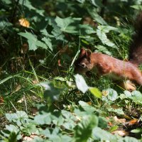*** :: Владимир Безбородов