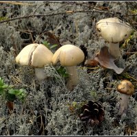 Лесной шампиьон :: Aleksandr Gal Лесной шампиьон :: Aleksandr Gal