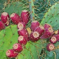 Опунция :: Giant Tao /