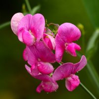 Мышиный горошек :: Юрий. Шмаков