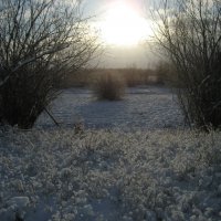 Морозное утро :: Anna Ivanova