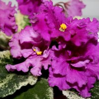 Фиалки :: ИРЭН@ .