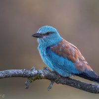 Ранняя птаха :: Александр К.