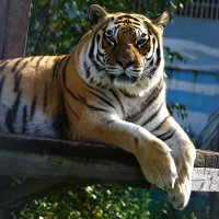 Кися :: kolyeretka Кися :: kolyeretka