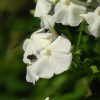 ******* :: Наталья Лакомова