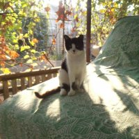 Утро во дворе :: Наталья 