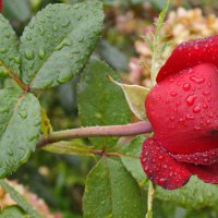 В каплях дождя. :: сергей ермошкин В каплях дождя. :: сергей ермошкин