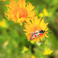 Пестрая бабочка :: Геннадий Валеев