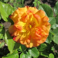 Роза флорибунда Румба :: Дмитрий Никитин