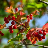 Калина красная. :: Михаил Колосов Калина красная. :: Михаил Колосов