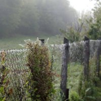 утро..., забор... :: Андрей Катков