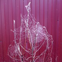 паучья "ёлка" :: Андрей Катков