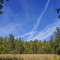 На опушке... :: Владимир Жданов