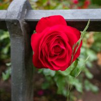 И говорила роза с травкой... :: Николай Гирш