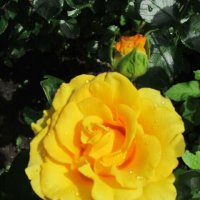 Роза Персиан Йеллоу :: Дмитрий Никитин