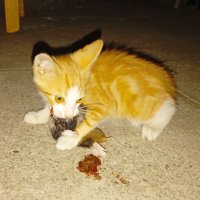 Котёнок с добычей... :: Константин Штарк