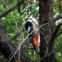 На старой сливе... :: Владимир Шошин На старой сливе... :: Владимир Шошин