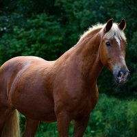 ... :: Татьяна Линенко