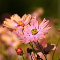 Космея :: Татьяна Тюменка