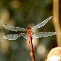 опять про стрекоз 22 :: Александр Прокудин