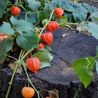 Украшение пня! :: Валентина  Нефёдова 