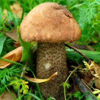 Городской гриб :: светлана льдокова Городской гриб :: светлана льдокова