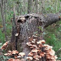 Про грибы. Опята :: Наталья Герасимова