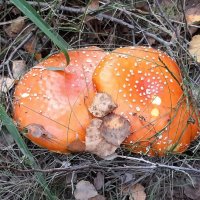 Несладкая парочка :: Наталья Герасимова