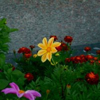 Городские цветы :: Игорь Тельцов