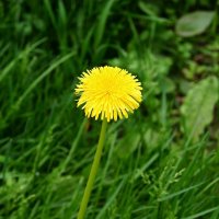 Одуванчик :: Игорь Тельцов