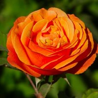 Роза сентября. :: Милешкин Владимир Алексеевич 