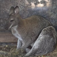 Кенгуру :: <<< Наташа >>>