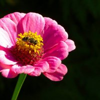 Цветы сентября. :: Милешкин Владимир Алексеевич 