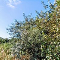 В парке Тондираба :: Veera V