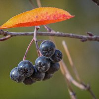 Арония черноплодная :: Aleksey Afonin