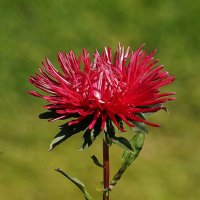 Астры :: Татьяна Тюменка Астры :: Татьяна Тюменка