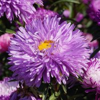 Астры :: Татьяна Тюменка