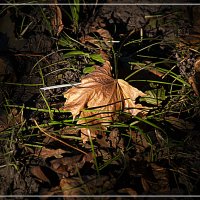 Осенняя зарисовка :: Владимир Кроливец