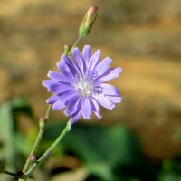 Цикорий или василёк? :: Татьяна Смоляниченко Цикорий или василёк? :: Татьяна Смоляниченко