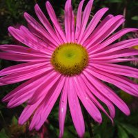 Астра :: Людмила Смородинская Астра :: Людмила Смородинская