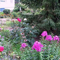 Цветы. :: Владимир Драгунский