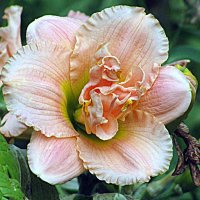 Цветы. :: Владимир Драгунский