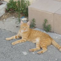 Кошки Кипра :: Андрей 