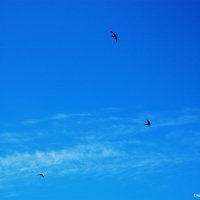 Стрижи :: Александр Чашин Стрижи :: Александр Чашин