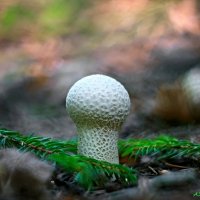 Про дождевики... :: Андрей Заломленков Про дождевики... :: Андрей Заломленков