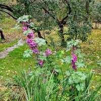 Та же мальва,,, :: Анатолий Колосов